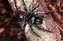 Atypus_piceus_RF0637_Z_82_Les Gris_Frankrijk